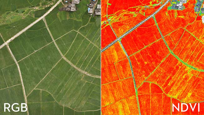 Dữ liệu RGB và NDVI thu được từ Phantom 4 Multispectral.